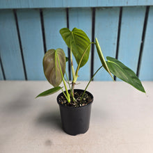 Load image into Gallery viewer, #D999 Philodendron Esmeraldense