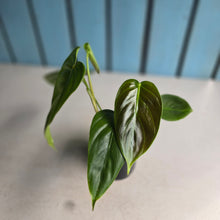 Load image into Gallery viewer, #D999 Philodendron Esmeraldense