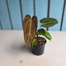 Load image into Gallery viewer, #D455 Two x Anthurium NOID