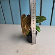 Load image into Gallery viewer, #D455 Two x Anthurium NOID
