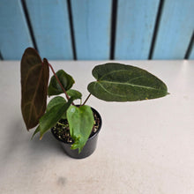 Load image into Gallery viewer, #D455 Two x Anthurium NOID