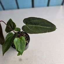 Load image into Gallery viewer, #D455 Two x Anthurium NOID