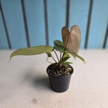 Load image into Gallery viewer, #D455 Two x Anthurium NOID