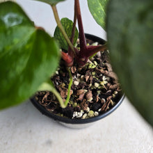 Load image into Gallery viewer, #D455 Two x Anthurium NOID