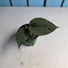 Load image into Gallery viewer, #RA1 Anthurium Dark Complex