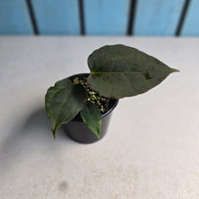 Load image into Gallery viewer, #RA1 Anthurium Dark Complex