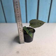 Load image into Gallery viewer, #RA1 Anthurium Dark Complex