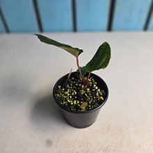 Load image into Gallery viewer, #RA1 Anthurium Dark Complex