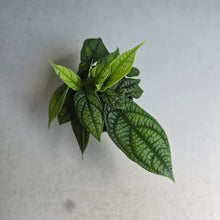 Load image into Gallery viewer, #R28 Multi-headed Piper Parmatum