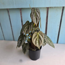 Load image into Gallery viewer, #R82 Philodendron Melanochrysum x Brandtianum