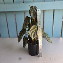 Load image into Gallery viewer, #R82 Philodendron Melanochrysum x Brandtianum