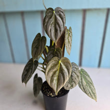 Load image into Gallery viewer, #R82 Philodendron Melanochrysum x Brandtianum