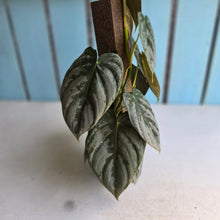 Load image into Gallery viewer, #R82 Philodendron Melanochrysum x Brandtianum