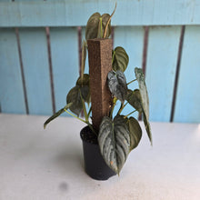 Load image into Gallery viewer, #R82 Philodendron Melanochrysum x Brandtianum