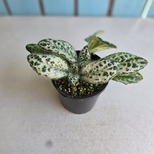 Load image into Gallery viewer, #D933 Primulina Dryas