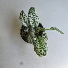 Load image into Gallery viewer, #D933 Primulina Dryas