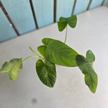 Load image into Gallery viewer, #R31 Philodendron Tenue