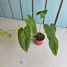 Load image into Gallery viewer, #R31 Philodendron Tenue