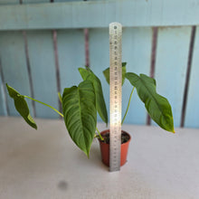 Load image into Gallery viewer, #R31 Philodendron Tenue
