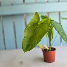 Load image into Gallery viewer, #R31 Philodendron Tenue