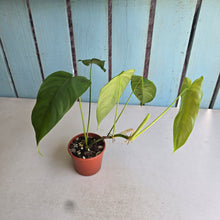 Load image into Gallery viewer, #R31 Philodendron Tenue