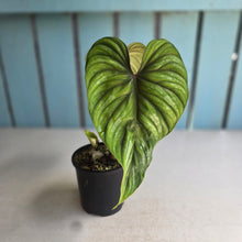 Load image into Gallery viewer, #R485 Philodendron Plowmanii
