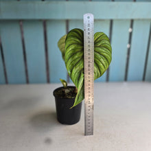 Load image into Gallery viewer, #R485 Philodendron Plowmanii
