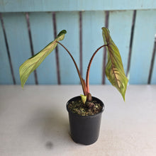 Load image into Gallery viewer, #R485 Philodendron Plowmanii