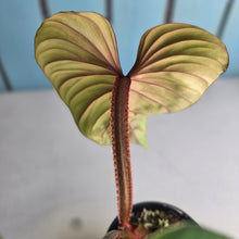 Load image into Gallery viewer, #R485 Philodendron Plowmanii