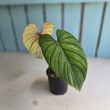 Load image into Gallery viewer, #R485 Philodendron Plowmanii