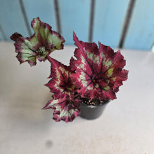 Load image into Gallery viewer, #D26 Begonia Raspberry Torte
