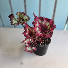 Load image into Gallery viewer, #D26 Begonia Raspberry Torte