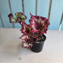 Load image into Gallery viewer, #D26 Begonia Raspberry Torte