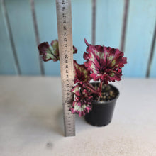 Load image into Gallery viewer, #D26 Begonia Raspberry Torte