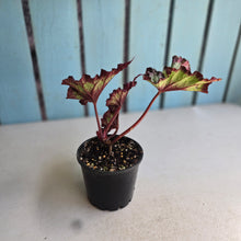 Load image into Gallery viewer, #D26 Begonia Raspberry Torte