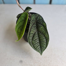 Load image into Gallery viewer, #R117 Piper Parmatum