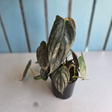 Load image into Gallery viewer, #D64 Philodendron Melanochrysum x Brandtianum