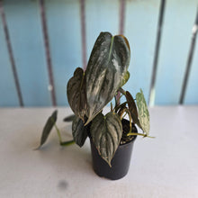 Load image into Gallery viewer, #D64 Philodendron Melanochrysum x Brandtianum