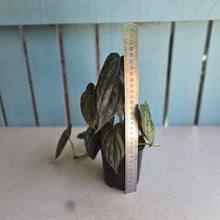 Load image into Gallery viewer, #D64 Philodendron Melanochrysum x Brandtianum