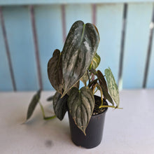 Load image into Gallery viewer, #D64 Philodendron Melanochrysum x Brandtianum