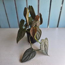 Load image into Gallery viewer, #D64 Philodendron Melanochrysum x Brandtianum