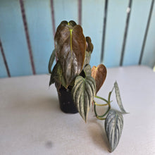 Load image into Gallery viewer, #D64 Philodendron Melanochrysum x Brandtianum