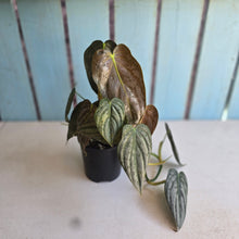 Load image into Gallery viewer, #D64 Philodendron Melanochrysum x Brandtianum