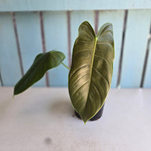 Load image into Gallery viewer, #R72 Philodendron Sharoniae