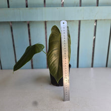 Load image into Gallery viewer, #R72 Philodendron Sharoniae