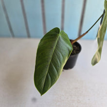 Load image into Gallery viewer, #R72 Philodendron Sharoniae