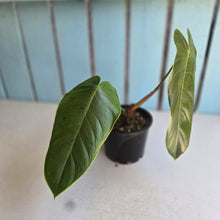 Load image into Gallery viewer, #R72 Philodendron Sharoniae