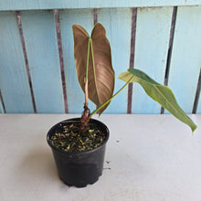 Load image into Gallery viewer, #R72 Philodendron Sharoniae