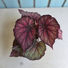 Load image into Gallery viewer, #RD24 Begonia Sugar Plum Fairy