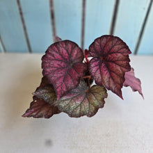 Load image into Gallery viewer, #RD24 Begonia Sugar Plum Fairy